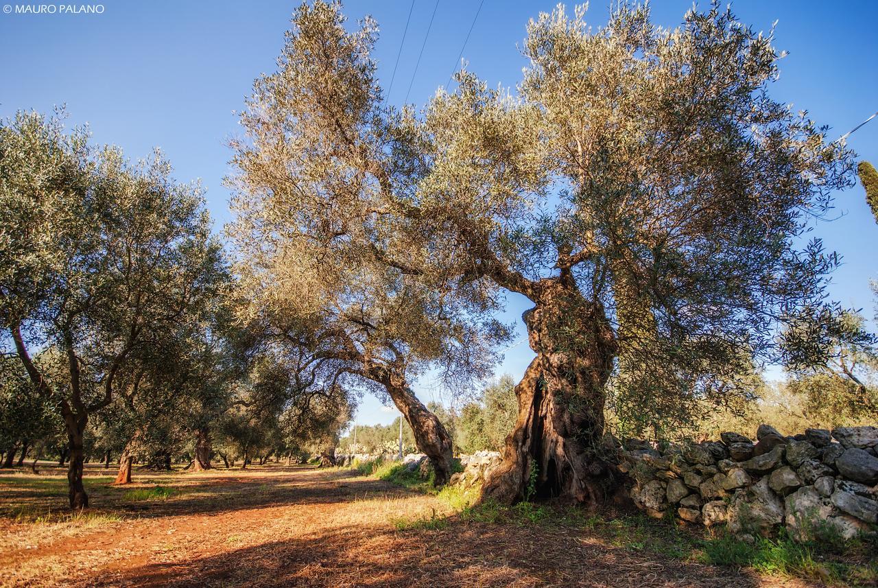 Tenuta Kyrios Borgagne Bagian luar foto